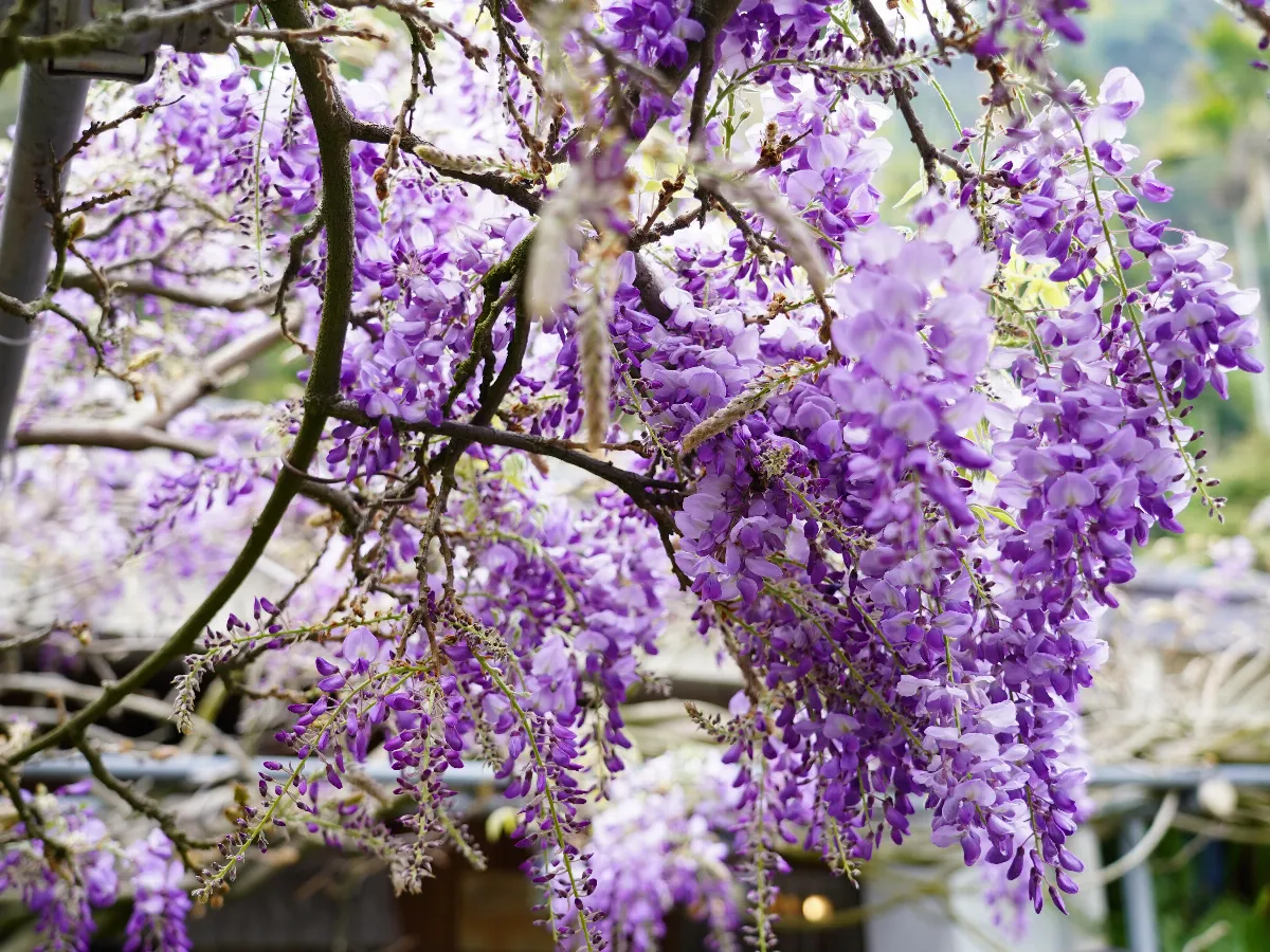 【創作花園】紫藤花季與我