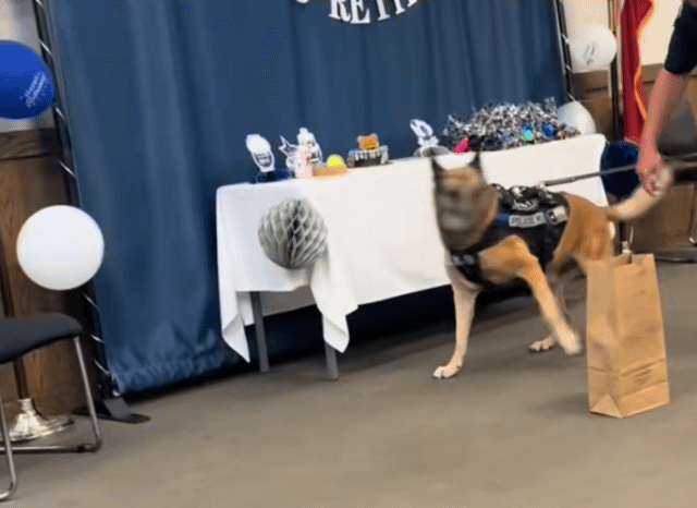 警犬出生入死  退休被戰友領養當寵物