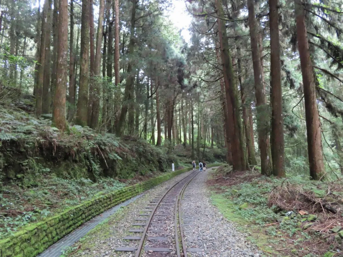 【款款飛行】阿里山，雨中的水山線
