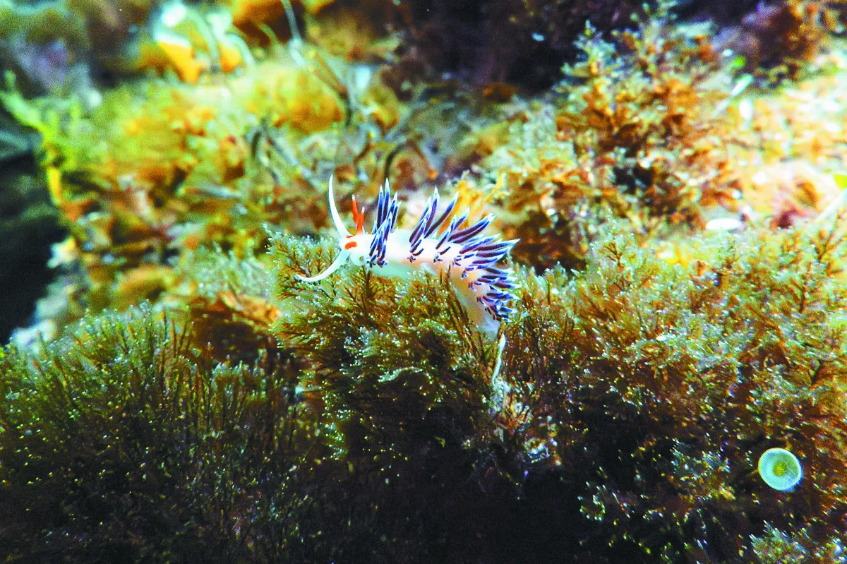 聯合國海洋大會 護生態