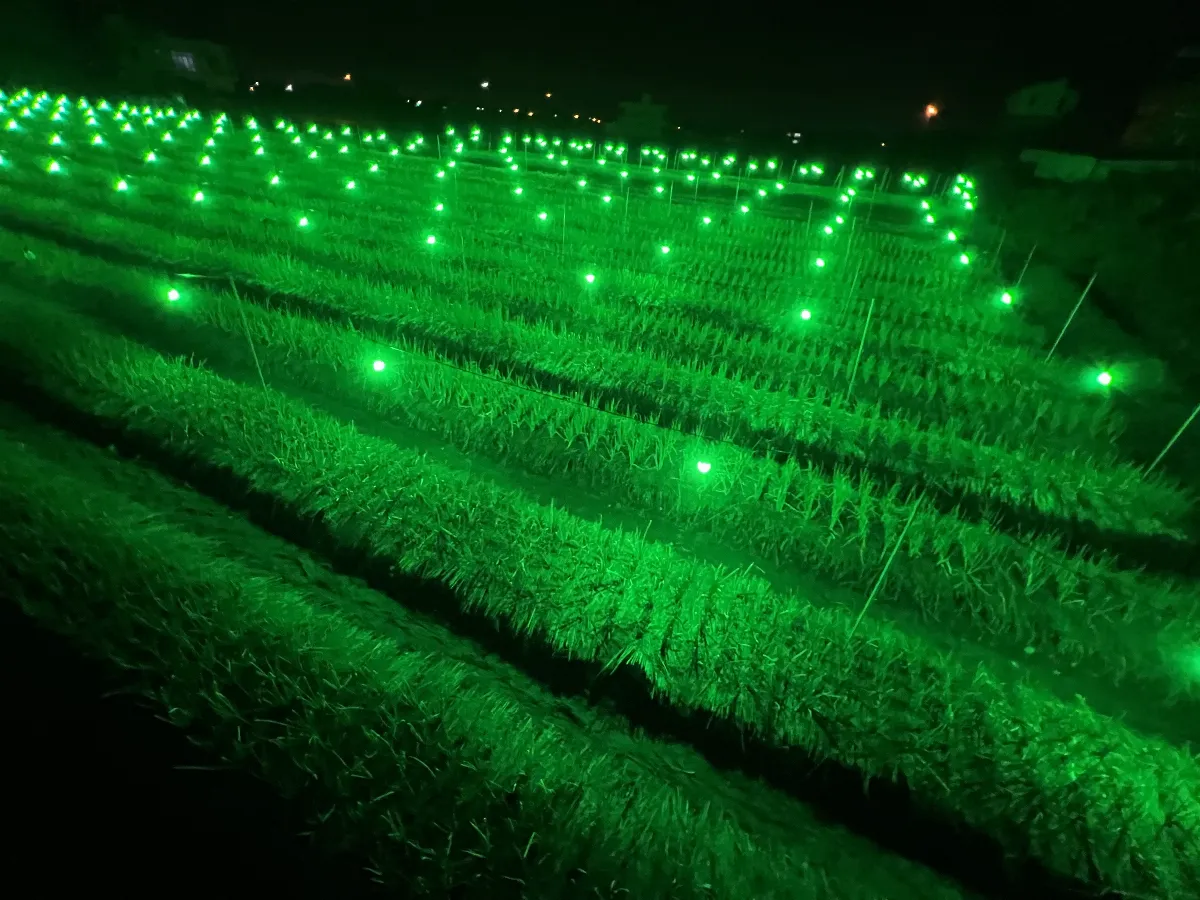 綠光燈照防治有效 抑制蔬果遠離甜菜夜蛾危害