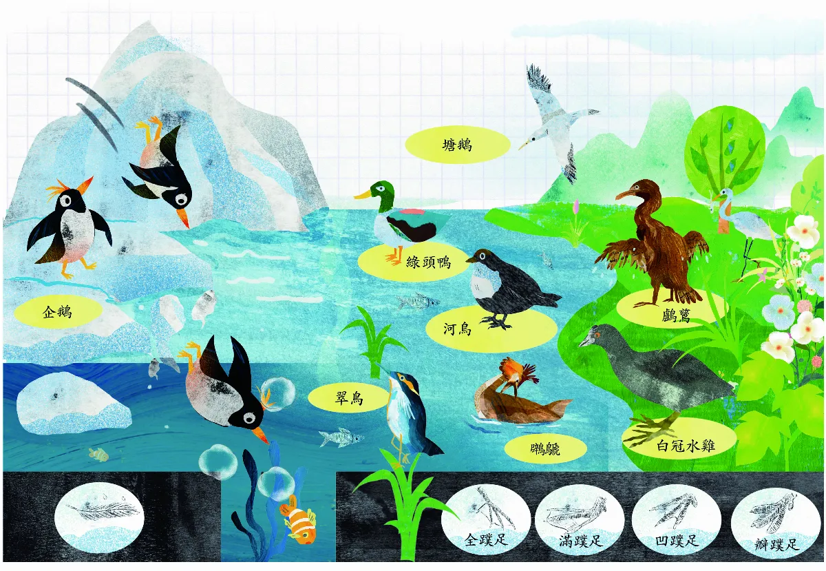 特殊結構潛水鳥
