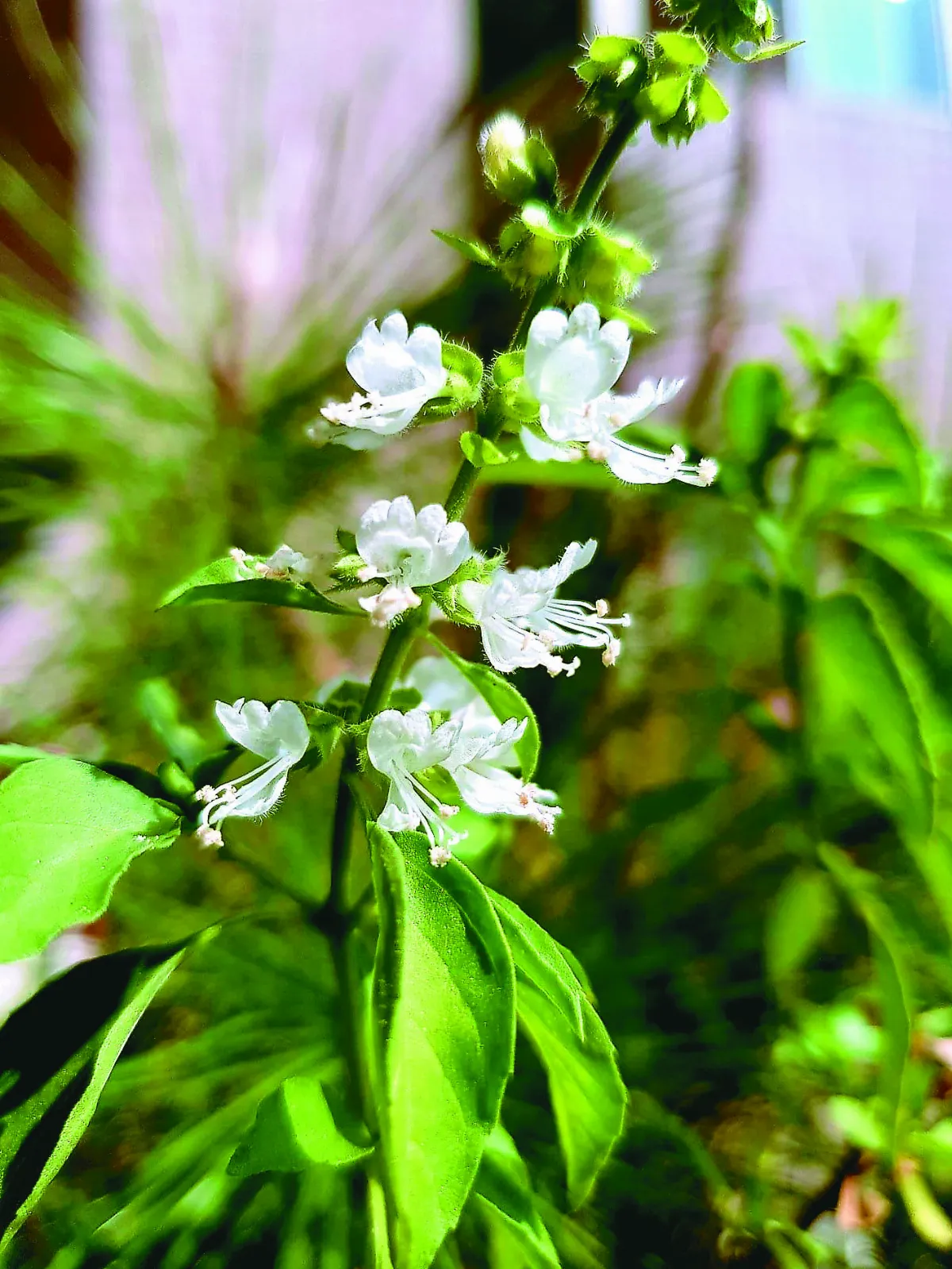 【逸饗蔬食】香草之王 九層塔