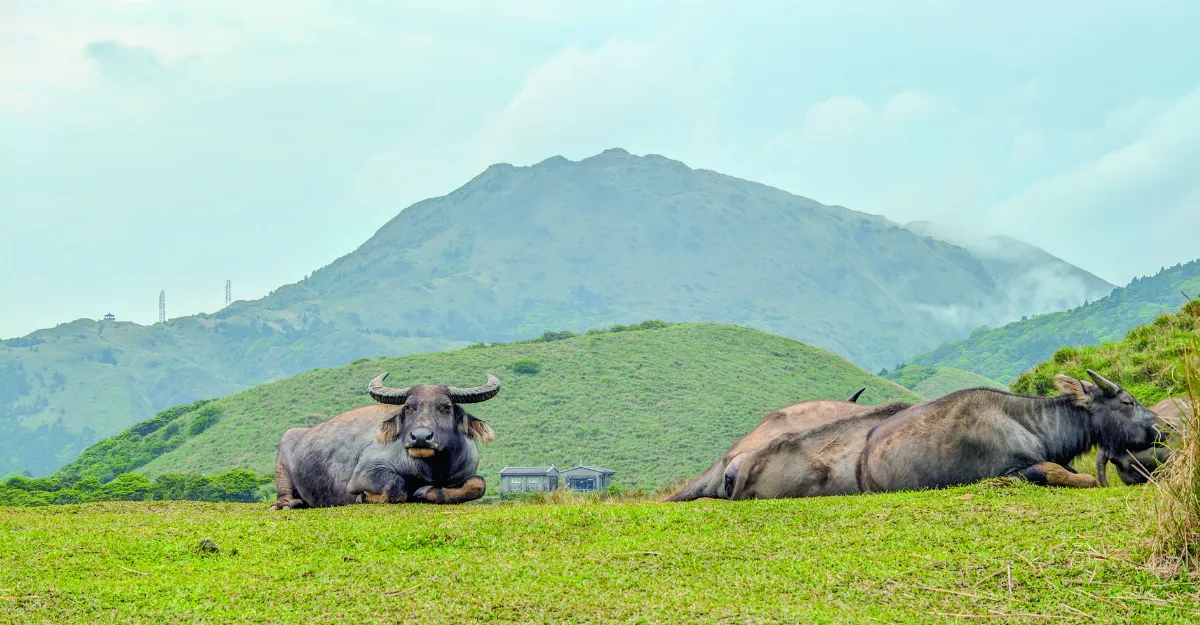 【視覺DJ】避牛樁