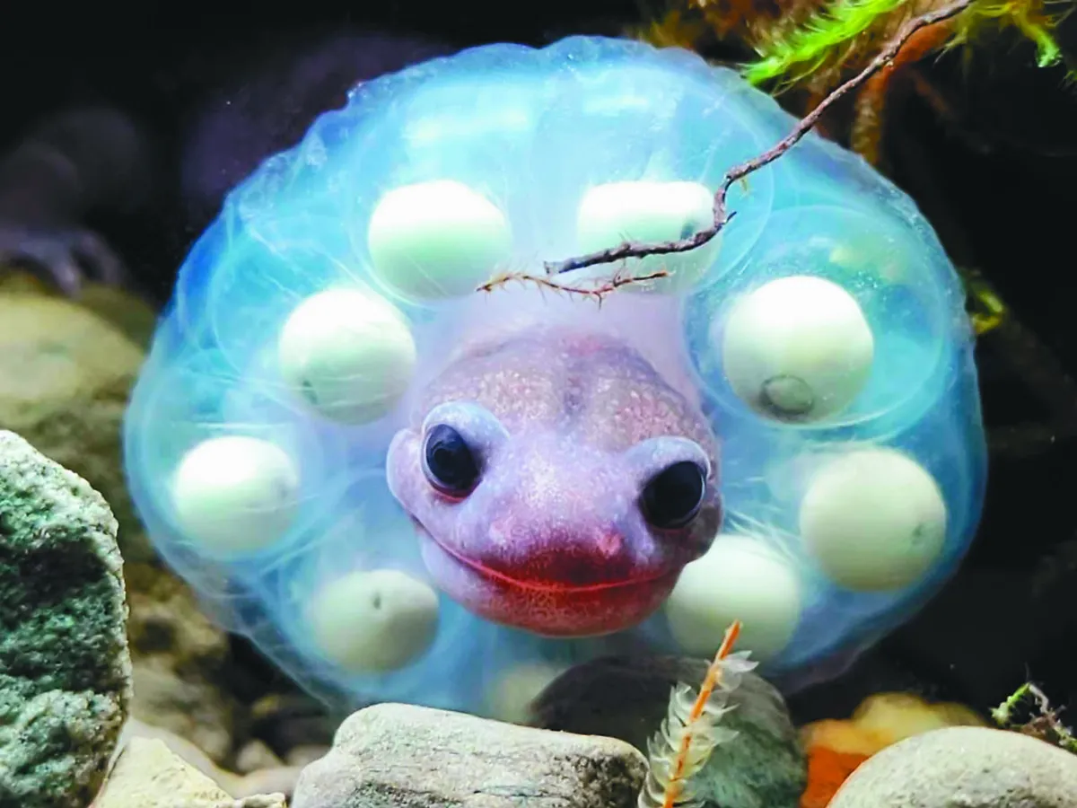 山椒魚護卵 模樣呆萌