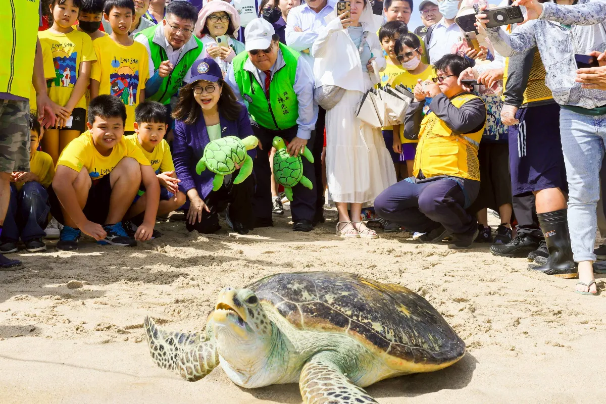 世界海龜日傳遞保育力量 野放海龜返回大海