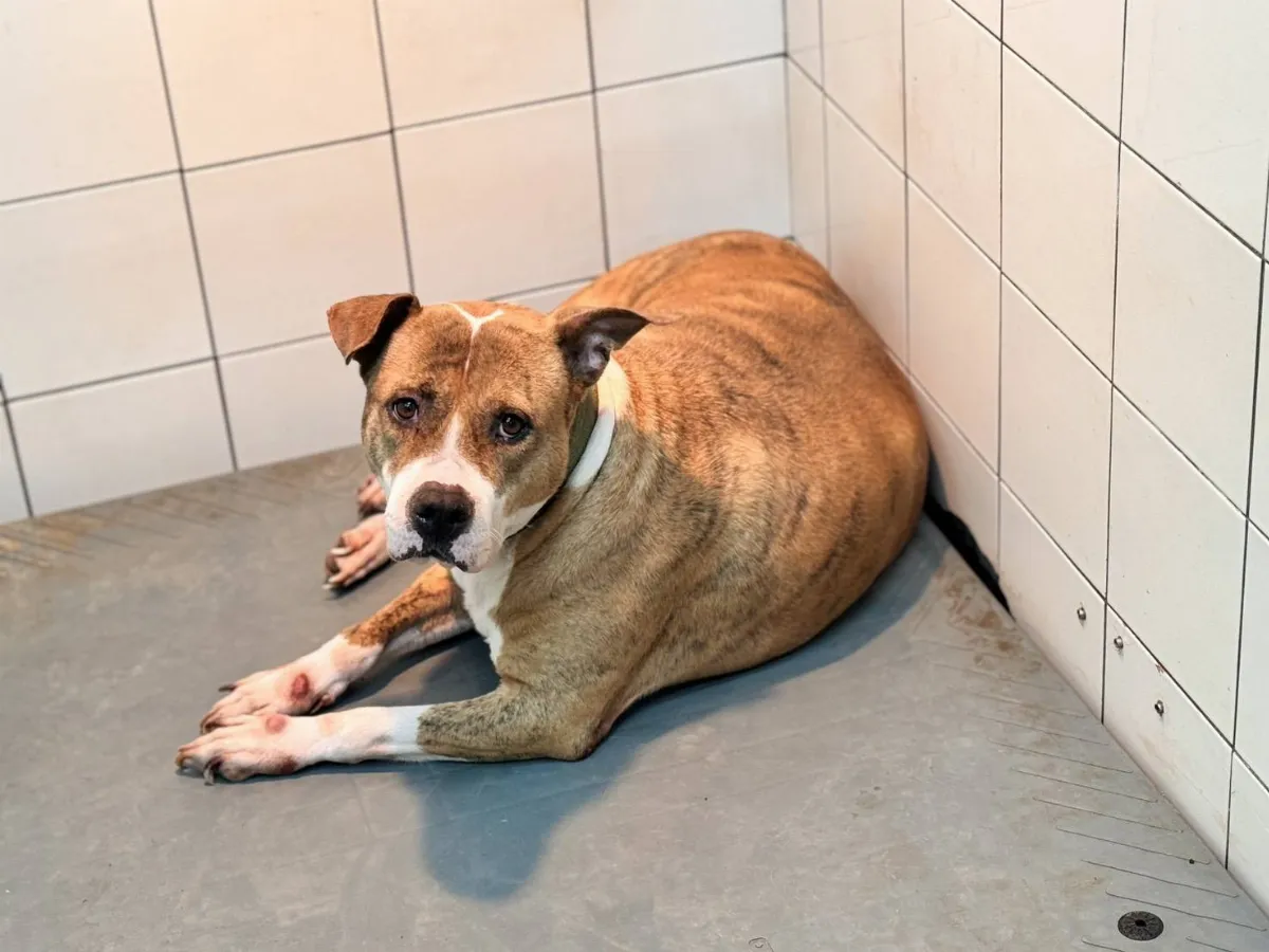 危險犬隻管理新規上路 違規最高可罰15萬