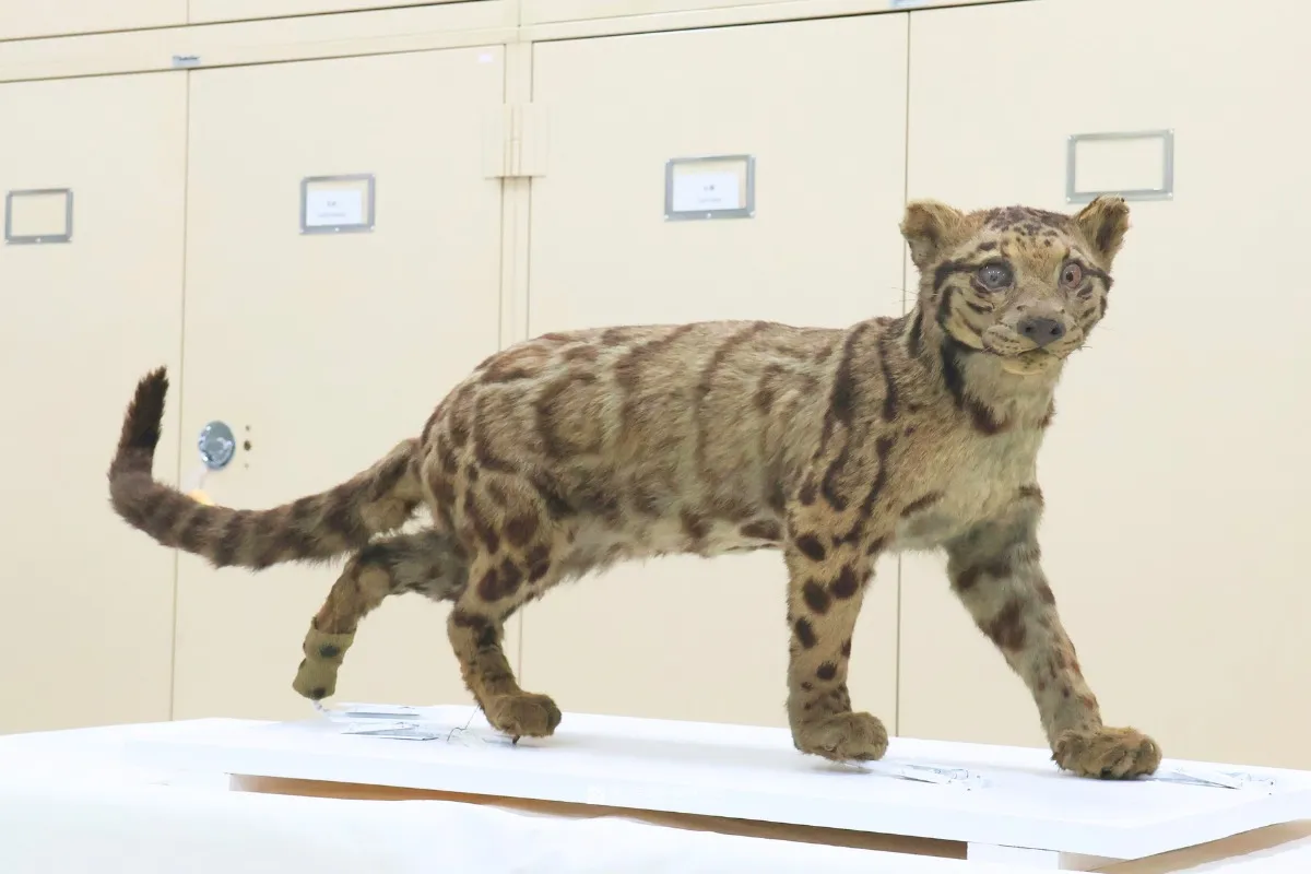 已滅絕台灣雲豹標本 捐贈自然科學博物館