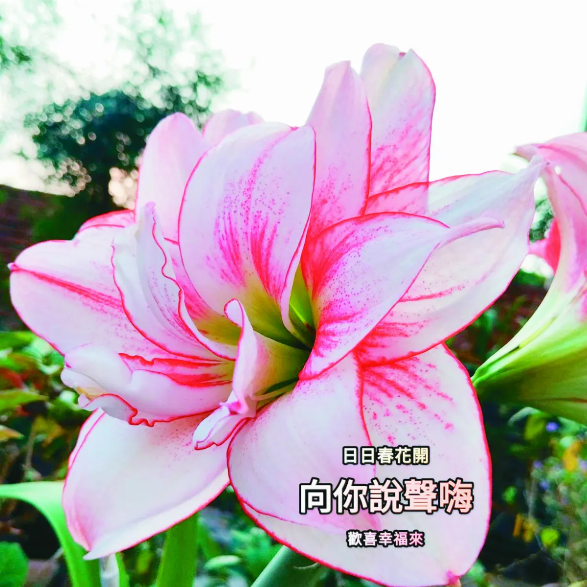 【幸福日常】看見花綻心花開