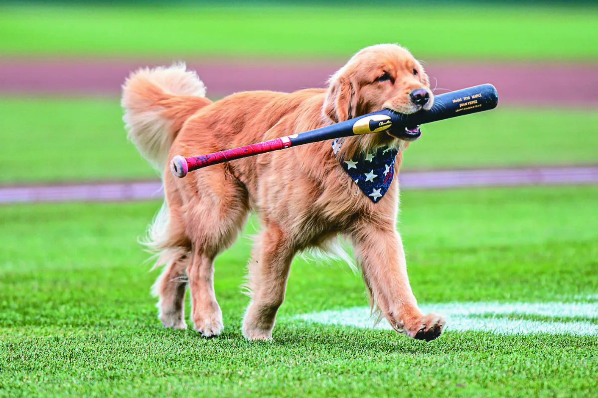 MLB國民超級新秀  球僮狗初登場
