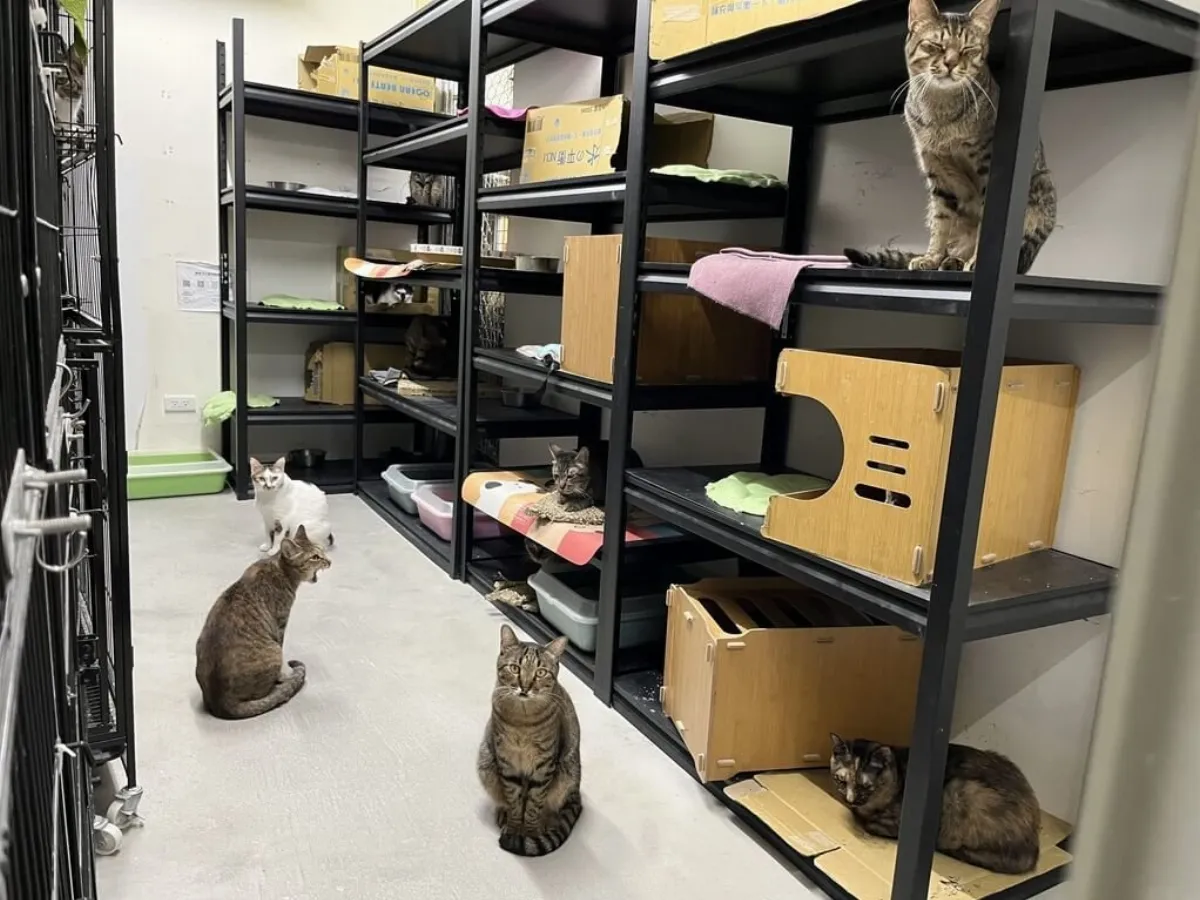 北市動物之家中繼園區改造貓舍 盼增互動促認養