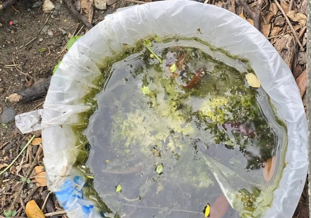 雨後高溫登革熱蠢蠢欲動 高市陽性容器率近10%