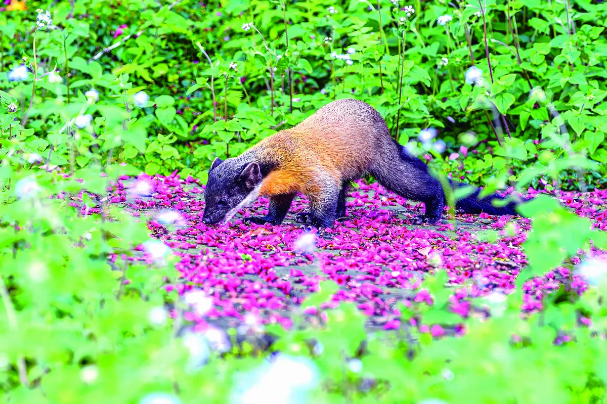 黃喉貂vs.人類 野性與文明的拉鋸戰