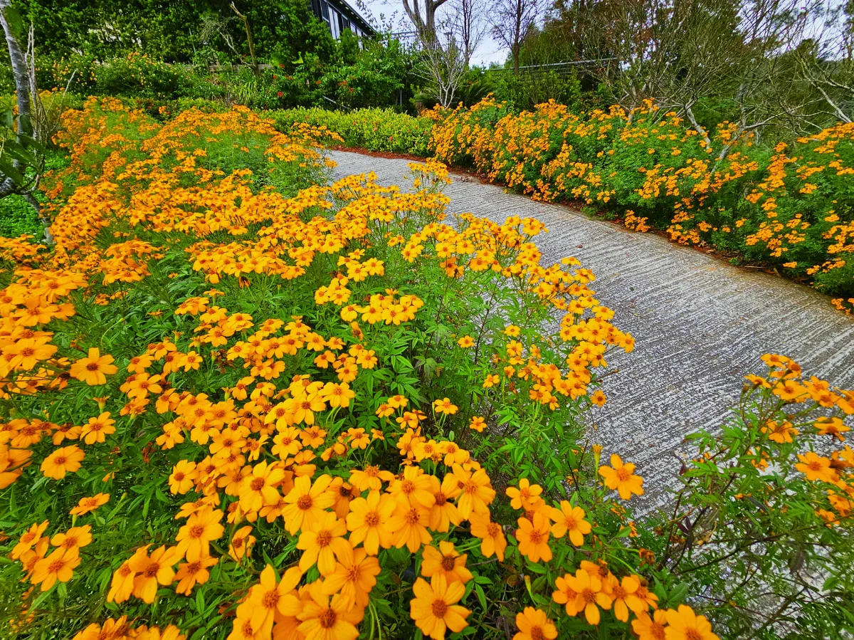 【植感時光】金黃花海 芳香萬壽菊迎賓
