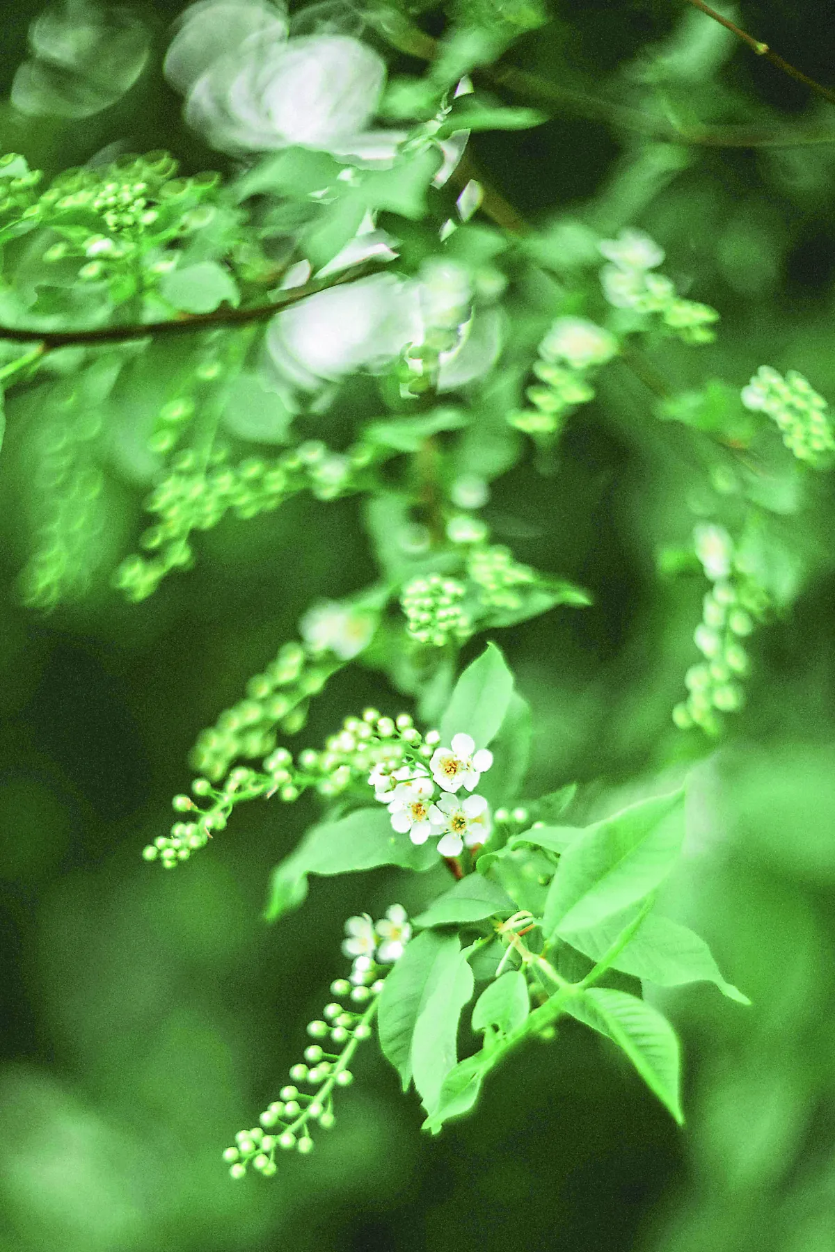 【朗朗晴空】無諍三昧