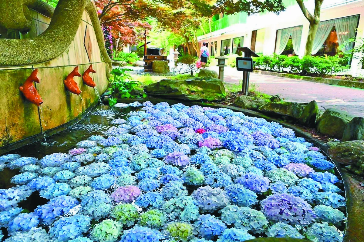 武陵農場 上萬繡球花盛開