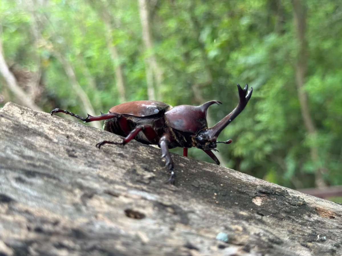 泥火山噴泥滾滾 「盔甲武士｣獨角仙也來湊熱鬧  