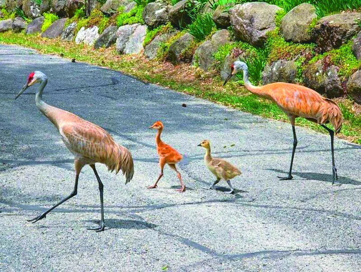 意外收養雁寶寶 沙丘鶴樂當爹娘