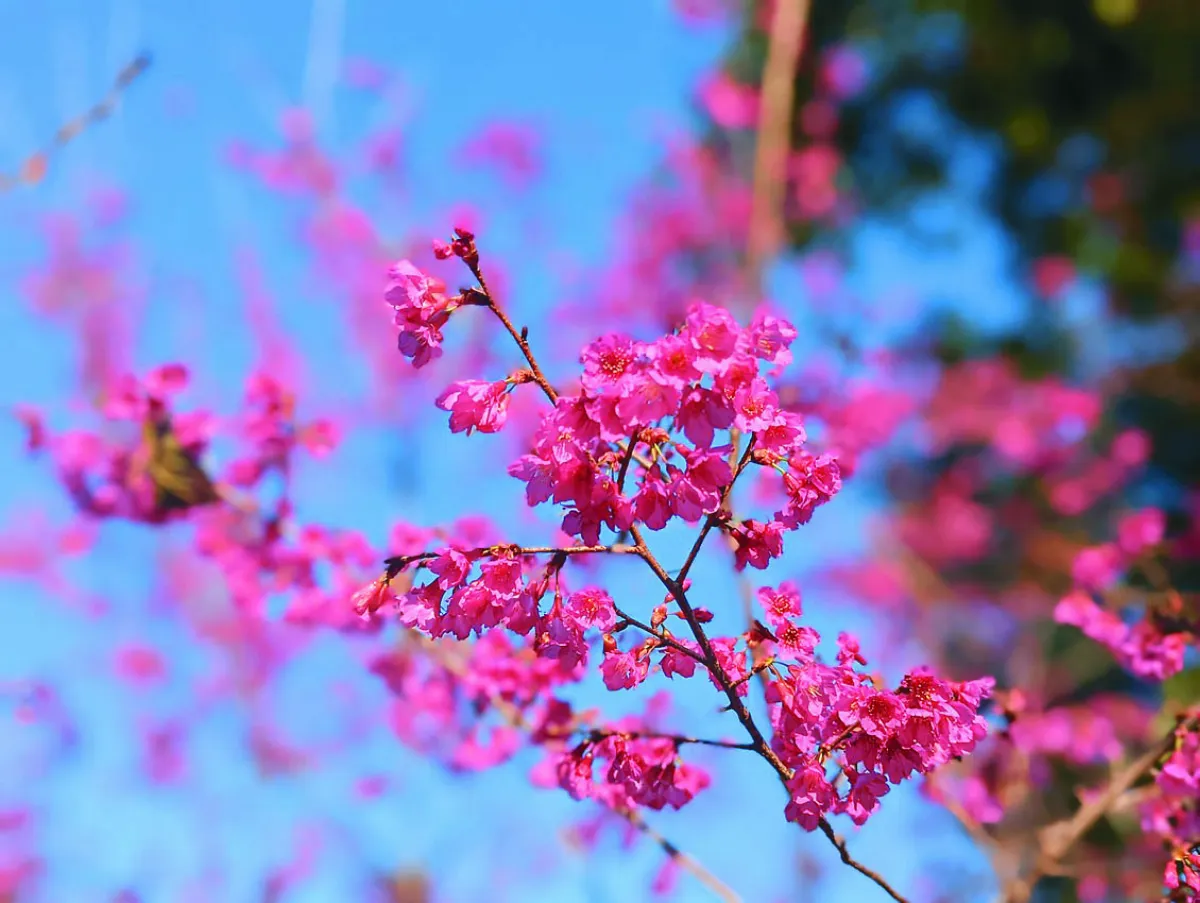 【自然奧祕】重生的山櫻花