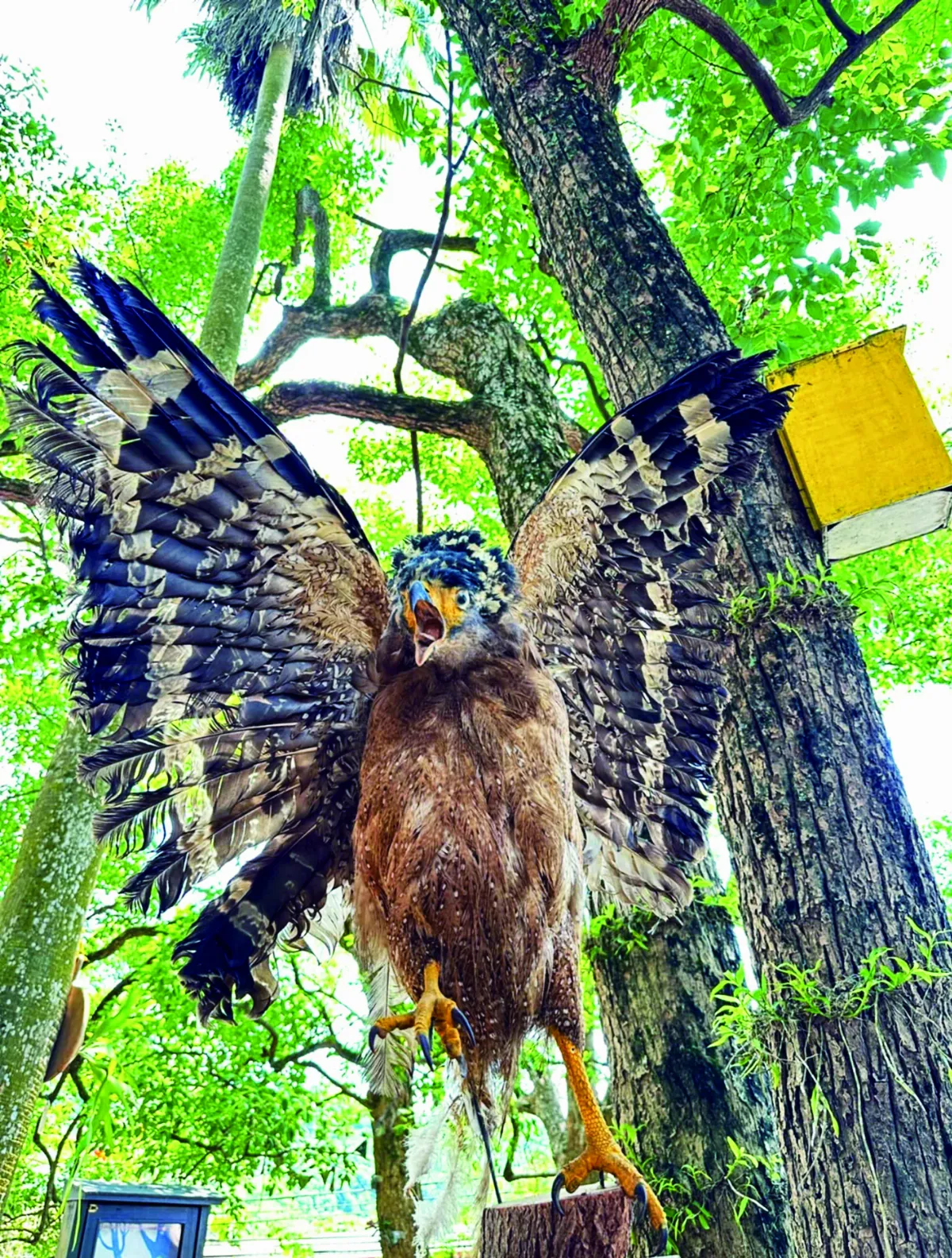 【獻給動物朋友的詩】看大冠鷲 在天空織一頂隱形的帽子