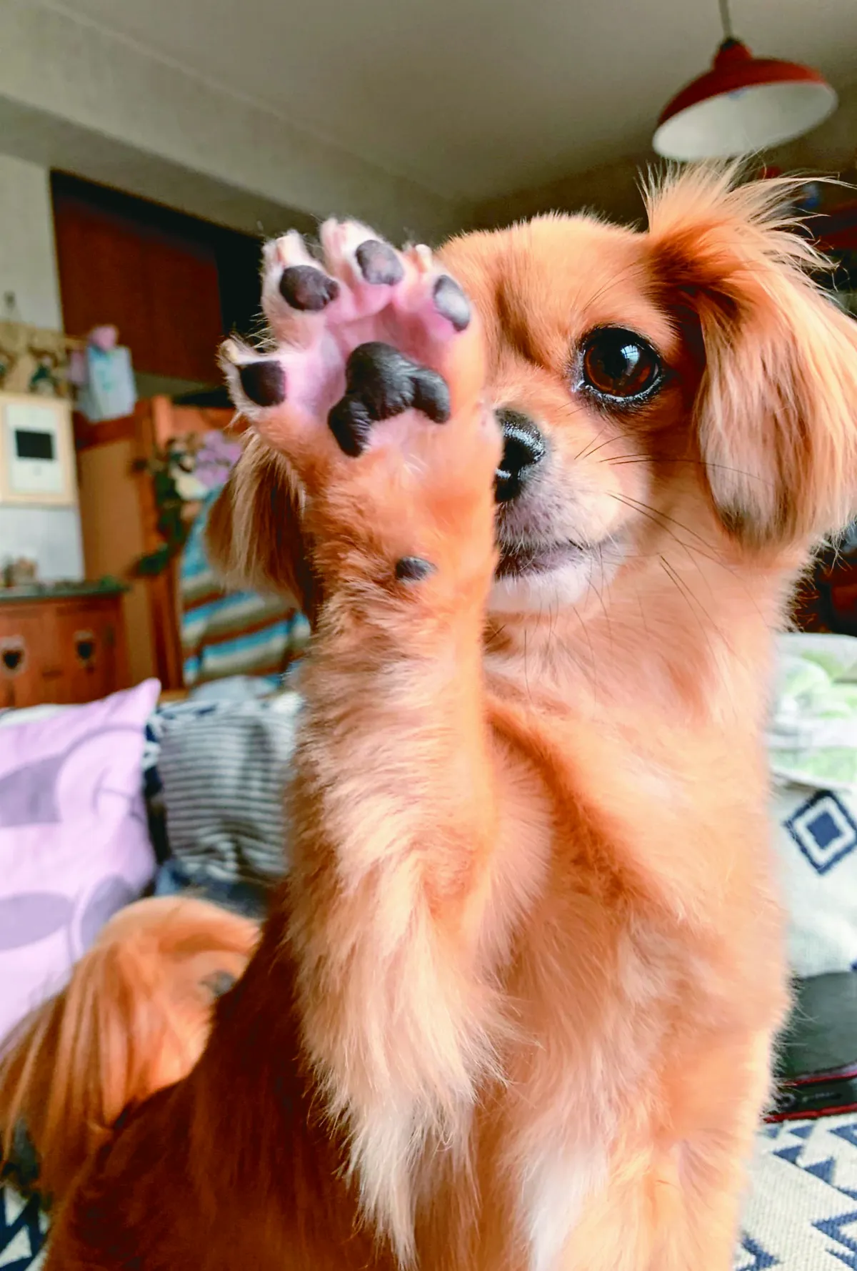 米克斯犬撒嬌  秀腳掌軟嫩肉球