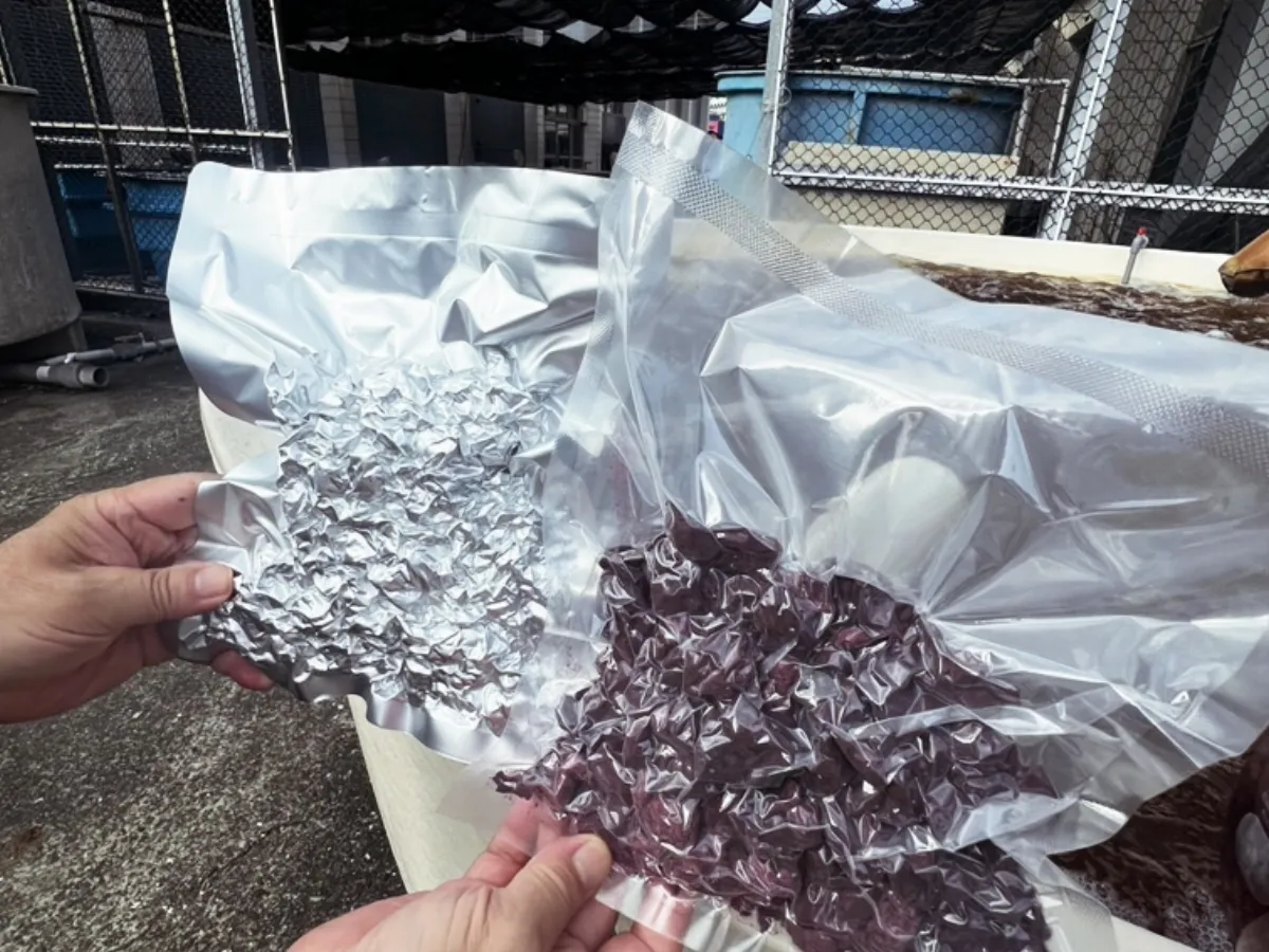 對抗地球暖化 海門冬用於畜牧飼料降低甲烷排放