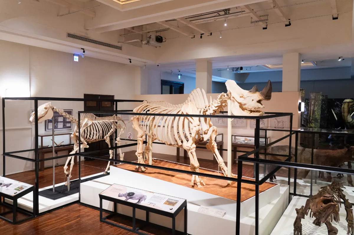 「台灣有犀」特展　早坂島犀化石亮相 