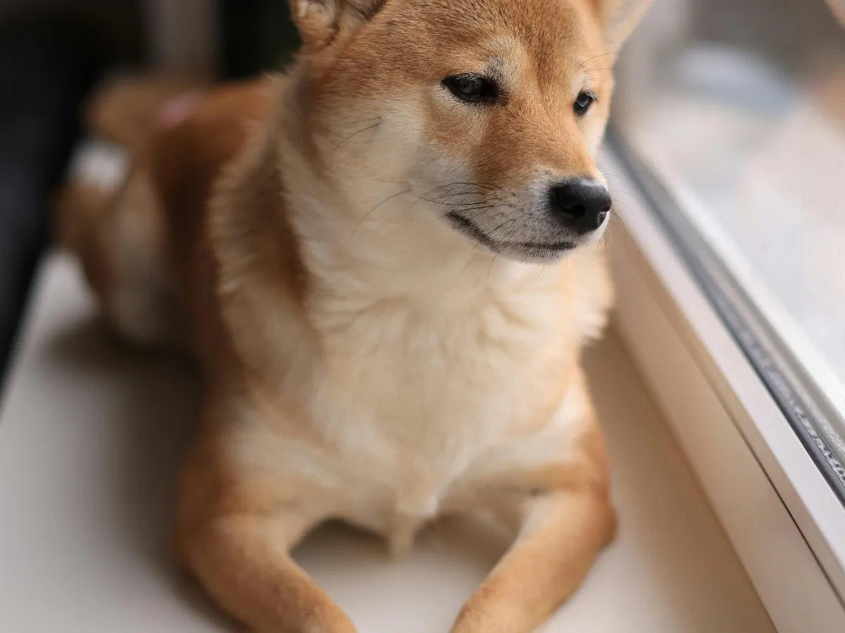 我家財財
