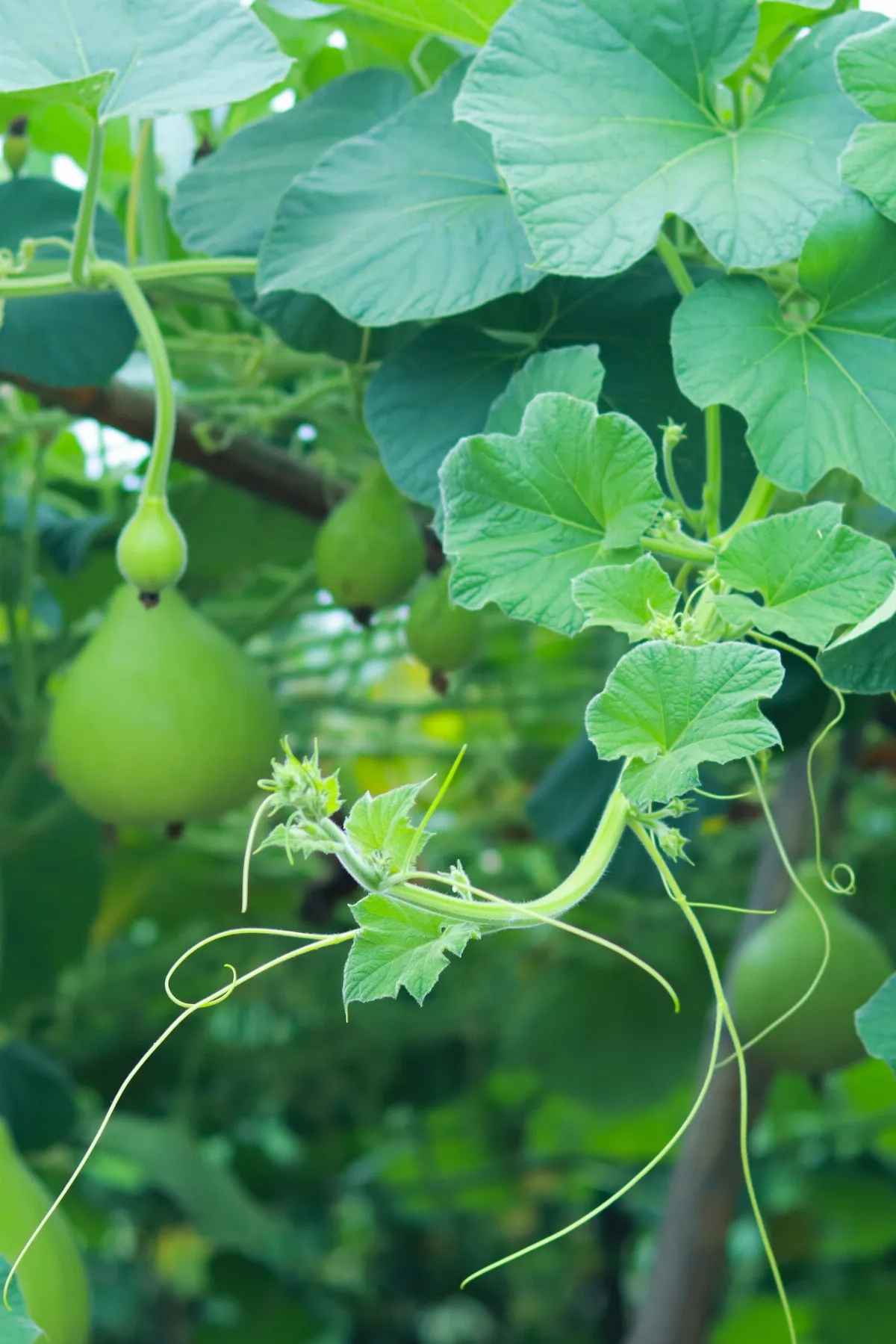 【食說新語】瓠瓜比擬藍田玉