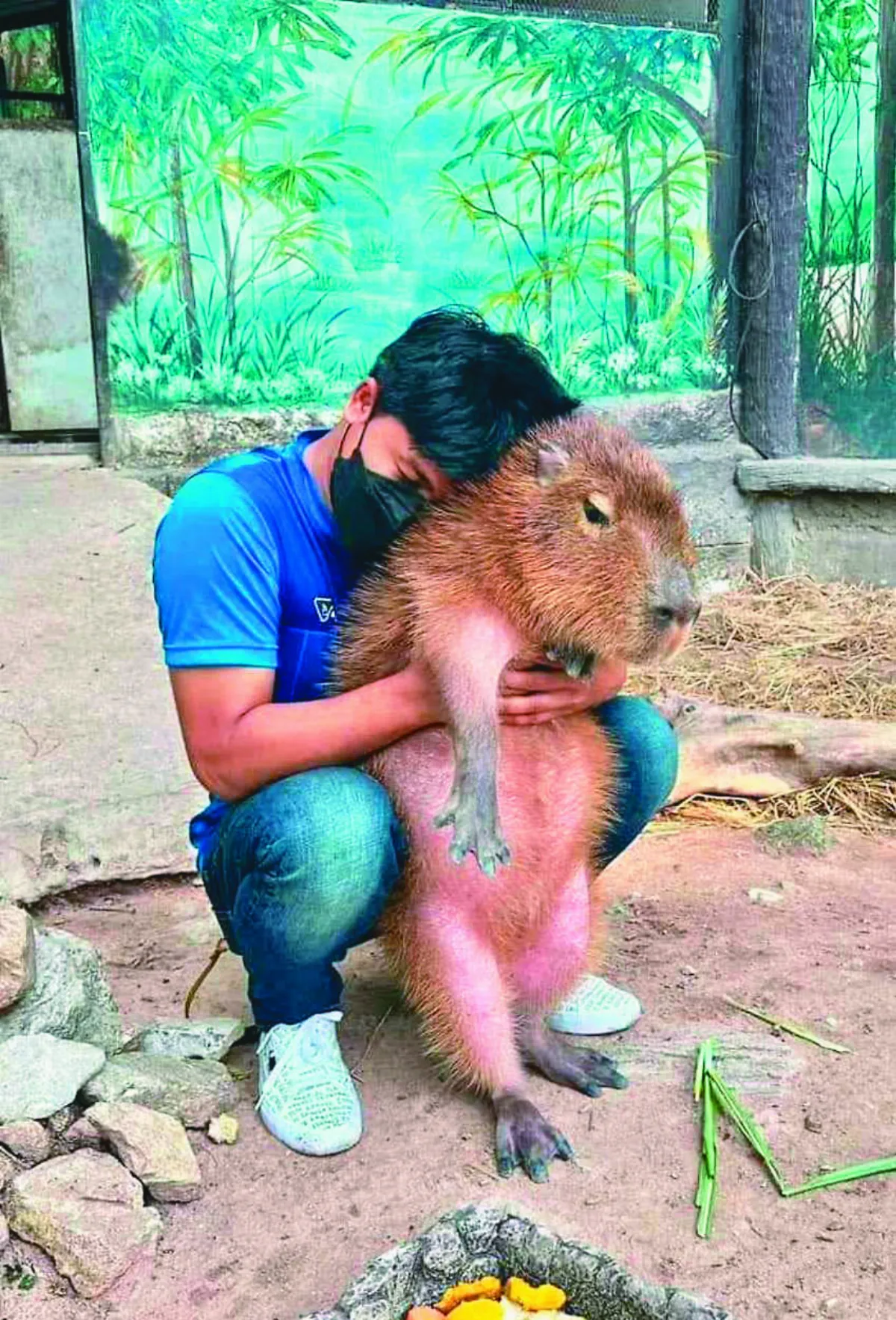 飼養員熱情擁抱 水豚不領情