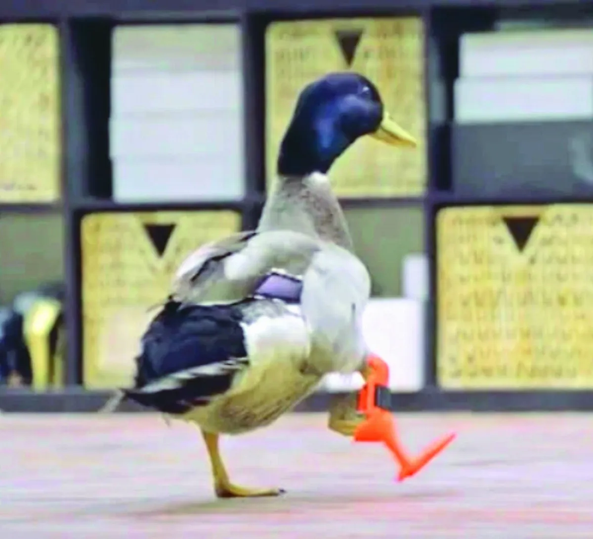3D列印希望 動物迎向新生