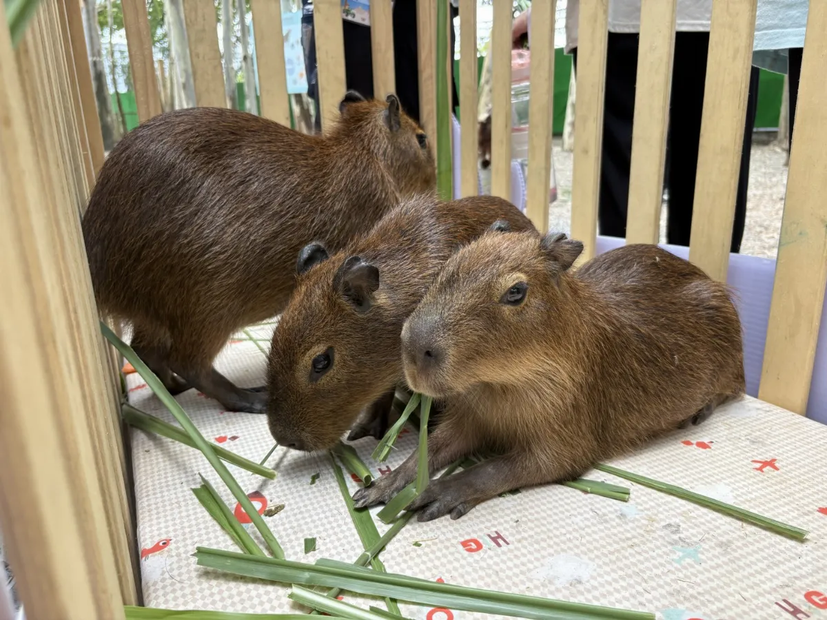 動保夏令營開跑 為水豚寶寶命名