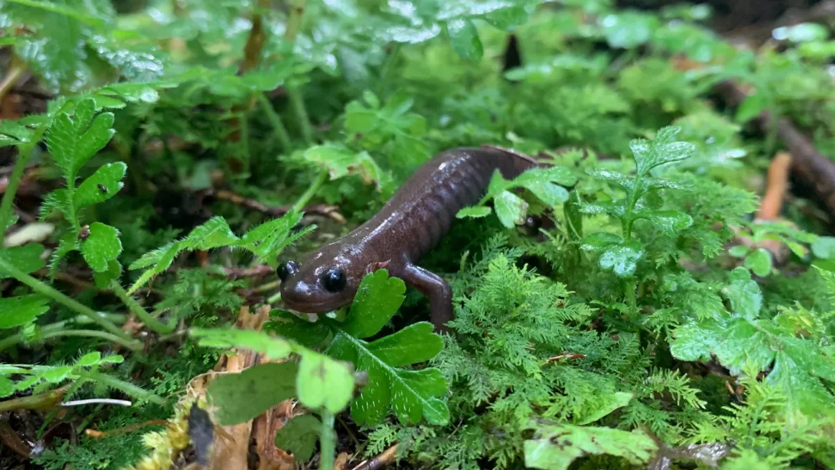 保育山中微笑精靈 民間協助復育棲地