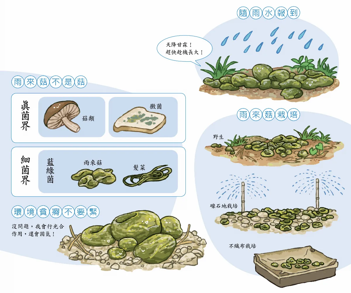【玉子手札】滴落大地情人淚 雨來菇