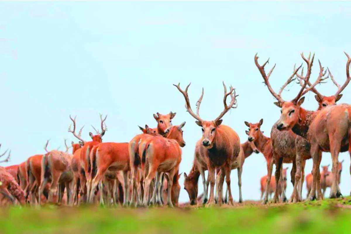 【麋鹿自然保護區安保處負責人】薛丹丹 溼地邊的麋鹿守護者