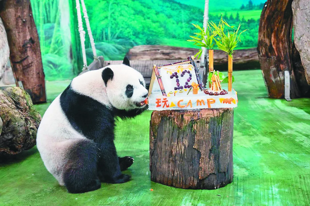 圓仔12歲了