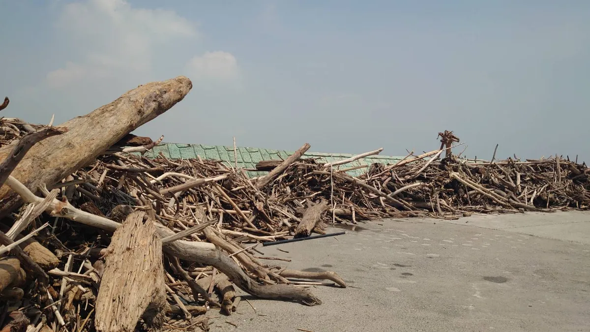 造景漂流木 風災後任意撿拾觸法有刑責
