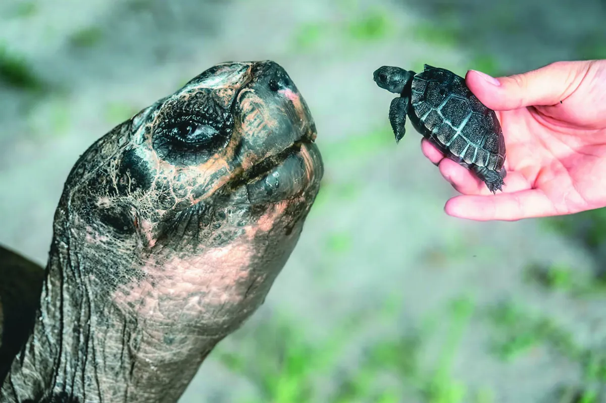 135歲當新手爸  象龜父子世紀同框