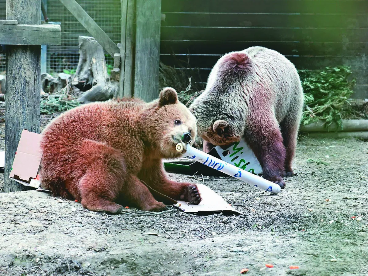 2幼熊越獄  嗑光一周存量蜂蜜
