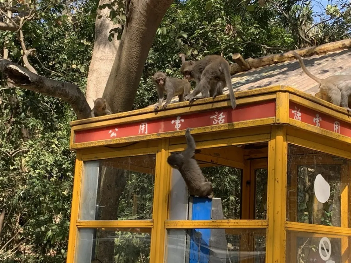 與野生動物為鄰 公民參與共創壽山獼猴地圖
