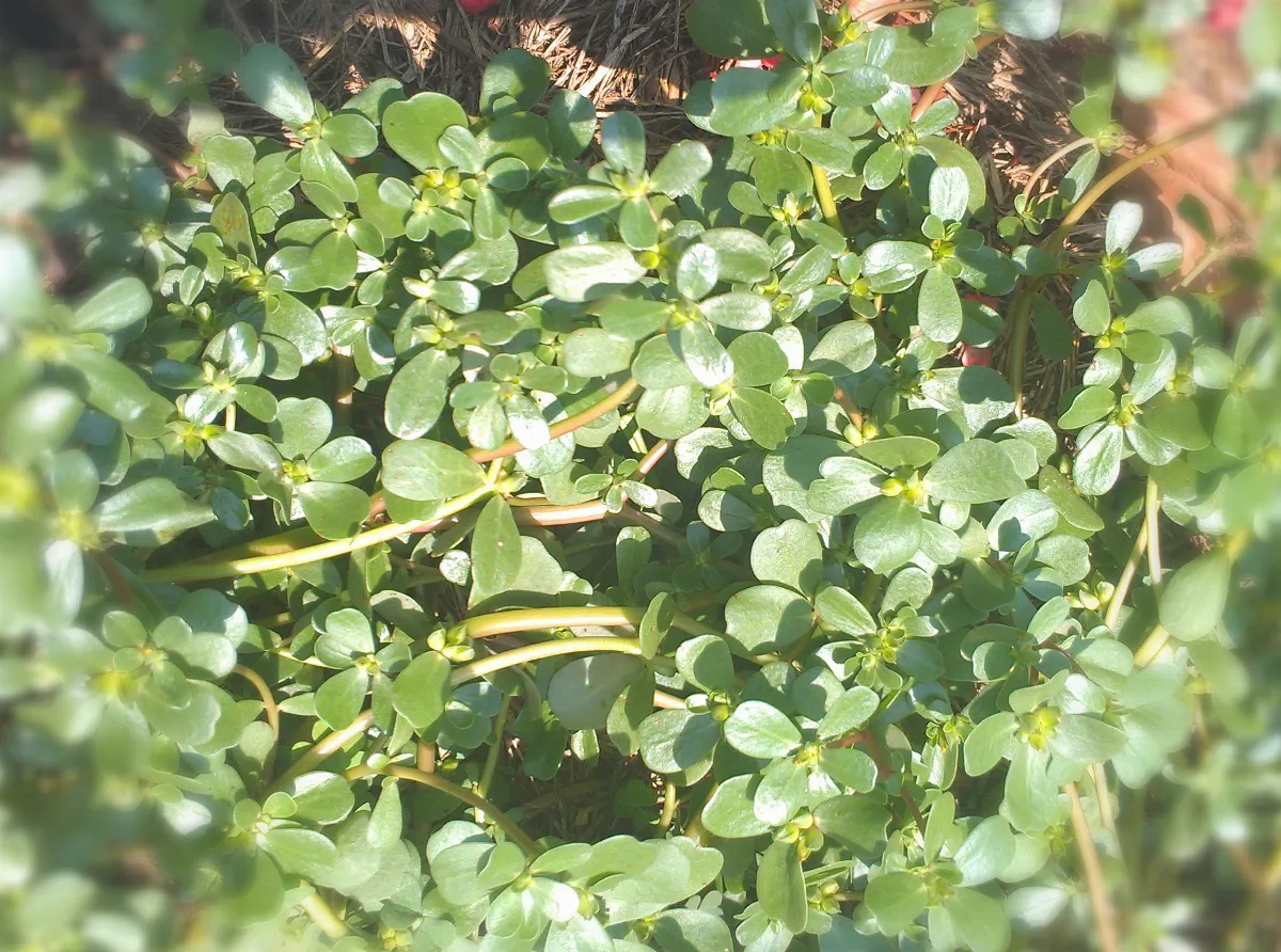 【舌尖記憶】細說馬齒莧