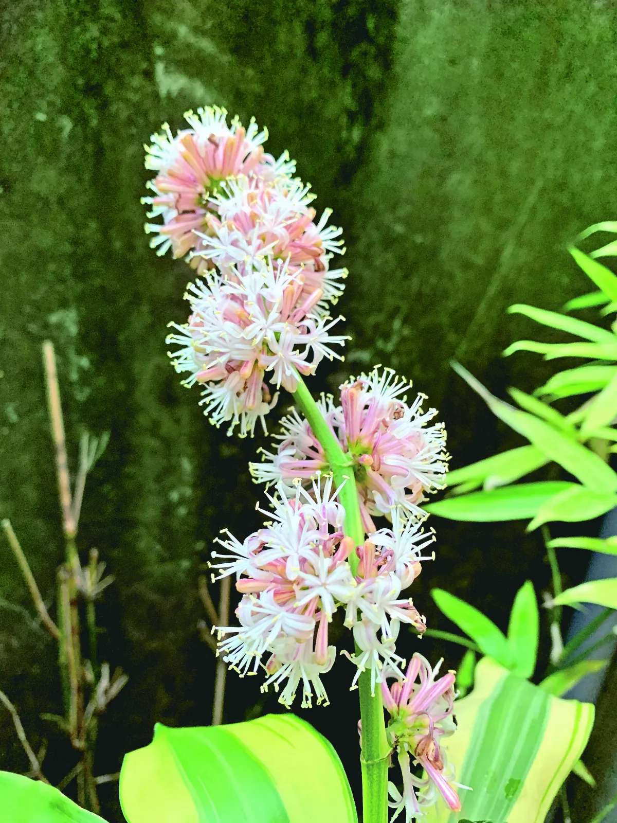 【生活快門】天然芳療