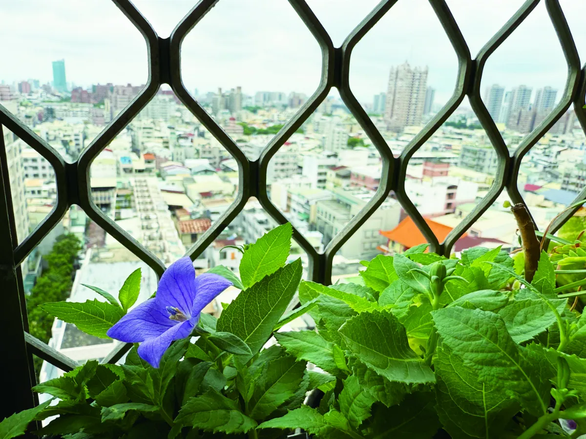 【人間小品】窗台小花