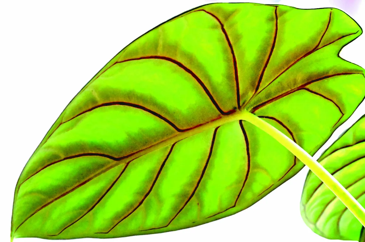 【森活筆記】皺葉椒草 綠色解憂神器