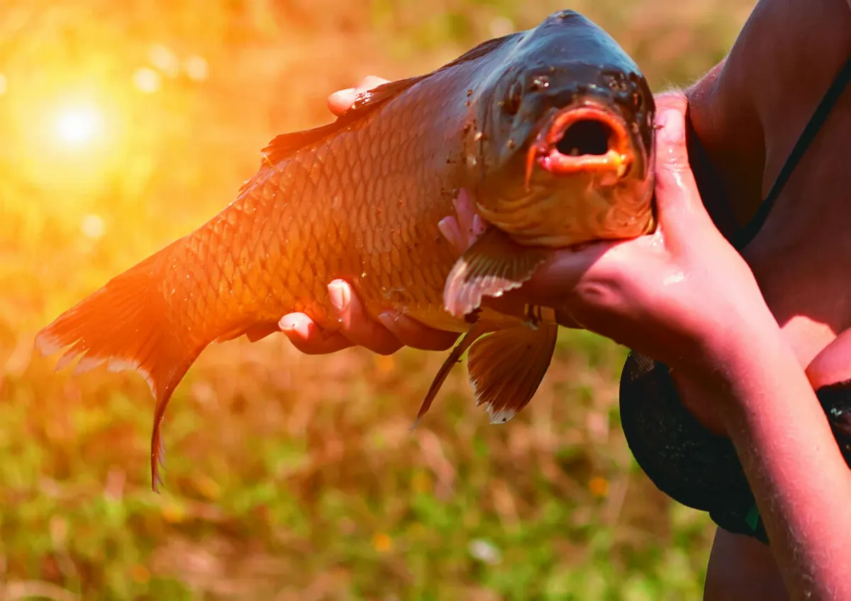 彈塗魚、鯽魚、肺魚 皆可離水而活              