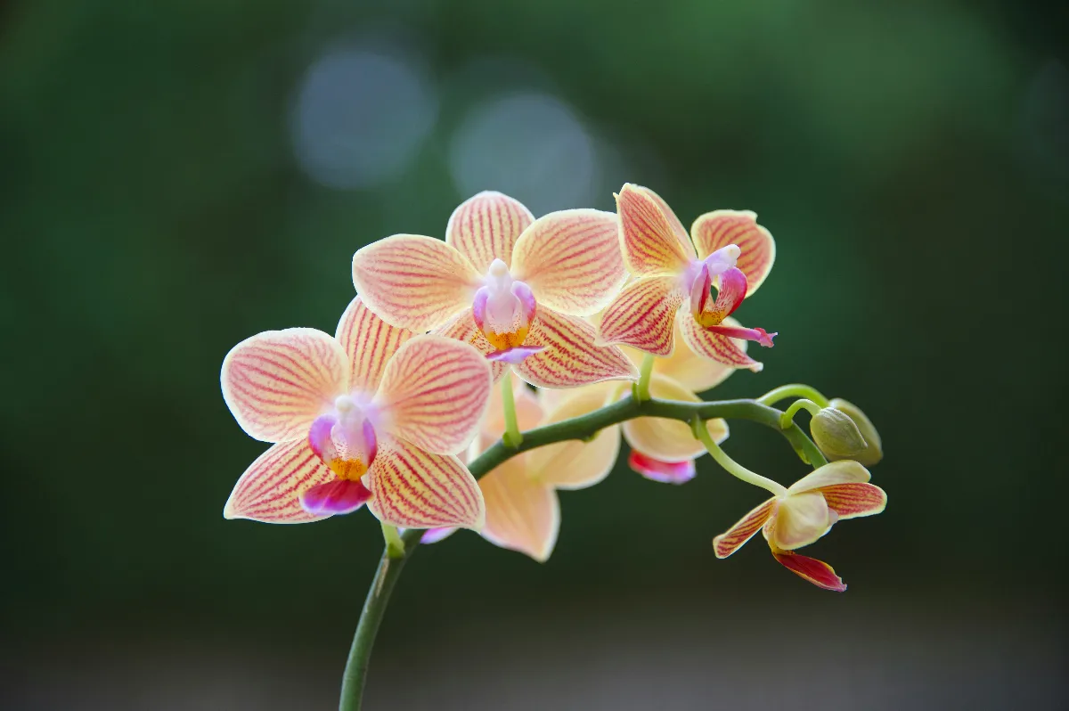 與一株蘭花對視