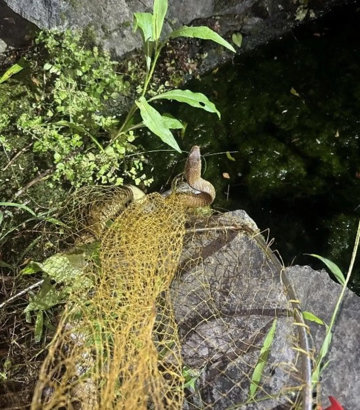 蛇類活動旺季 新北動保處教「3不5要」