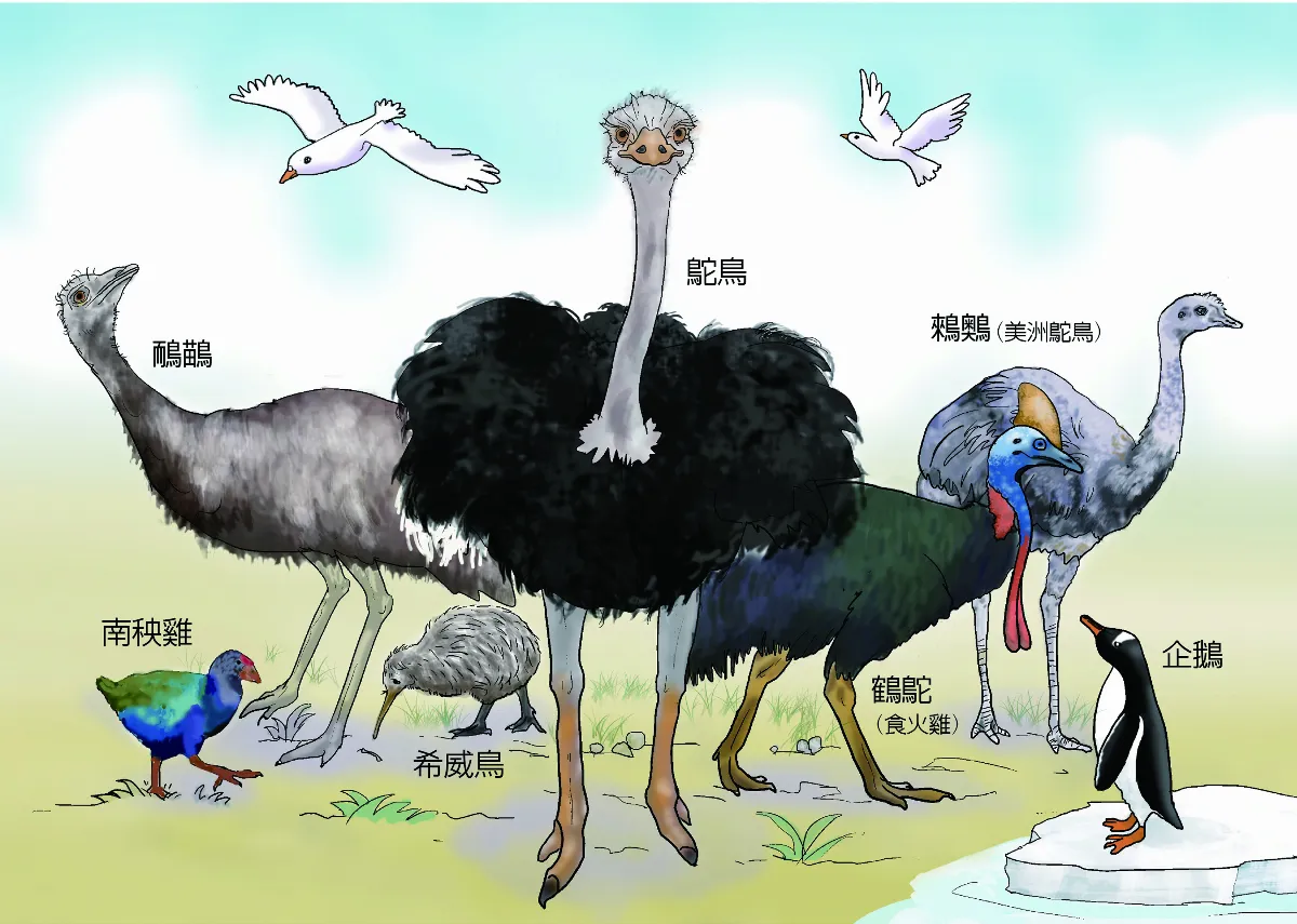 捨棄天空之鳥