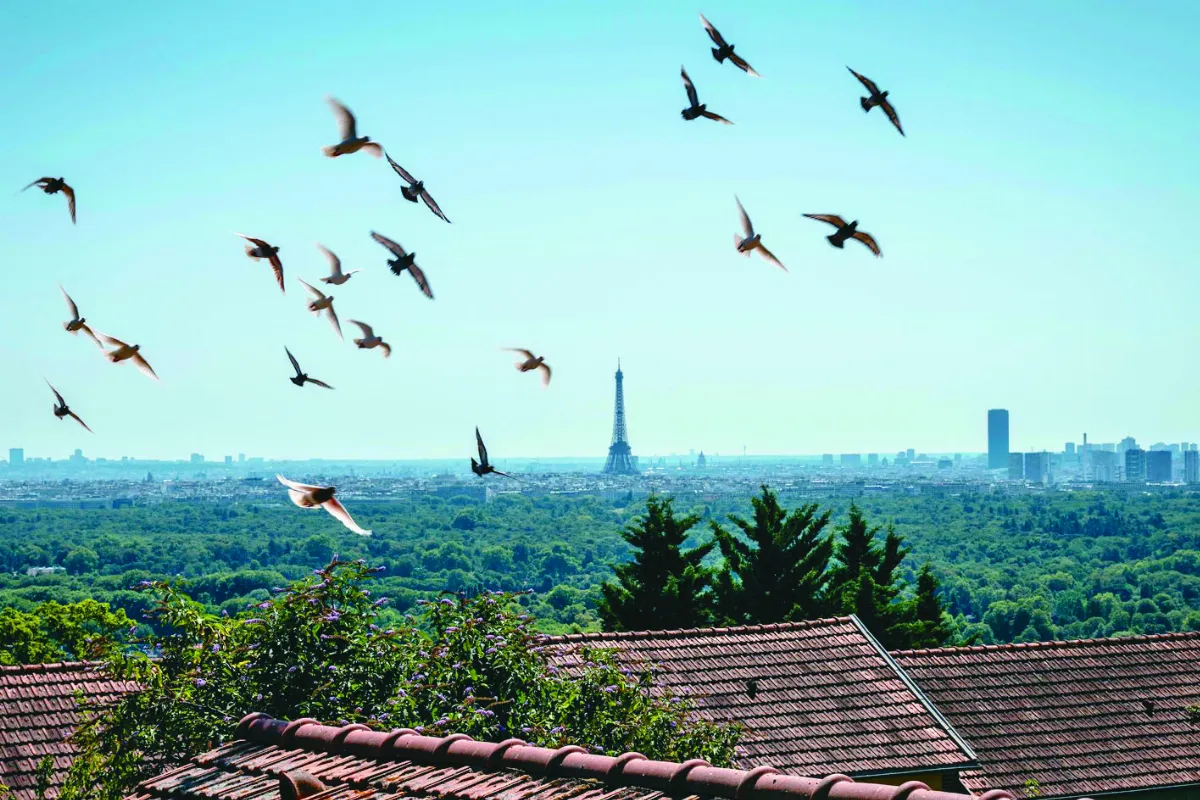 法軍鴿比賽 致敬二戰信鴿老兵