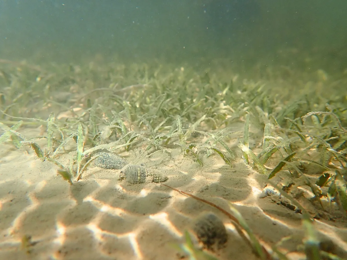 守護海底綠洲 產學攜手復育貝克氏鹽草